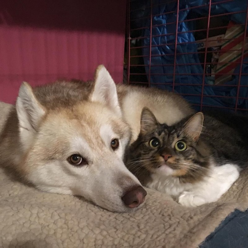 Хаски и кот
