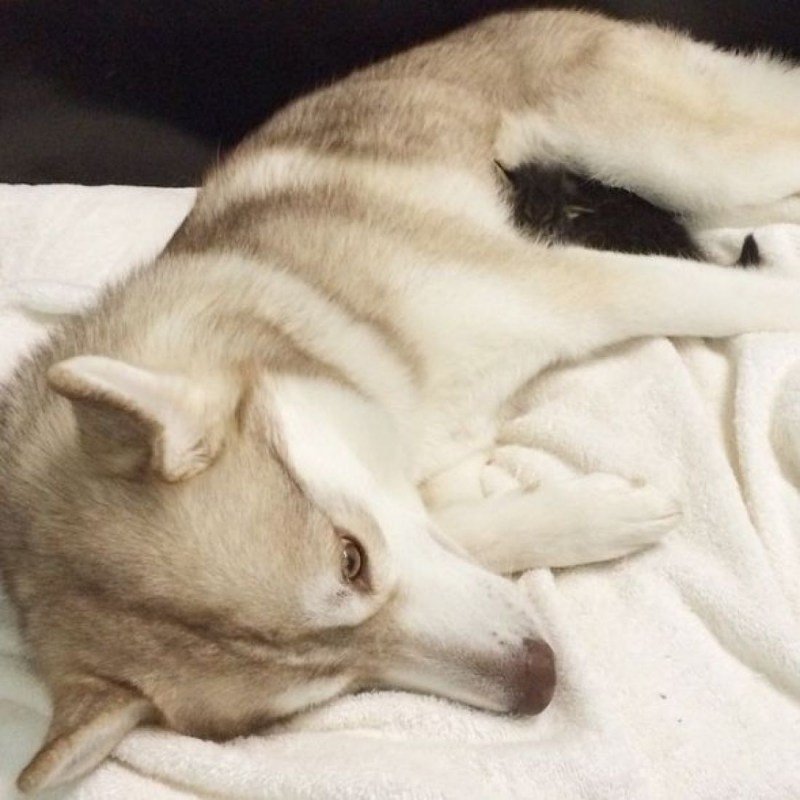 Хаски приютили котенка