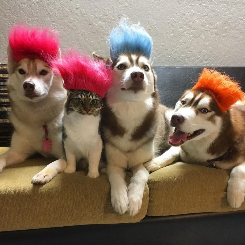 Кот среди собак