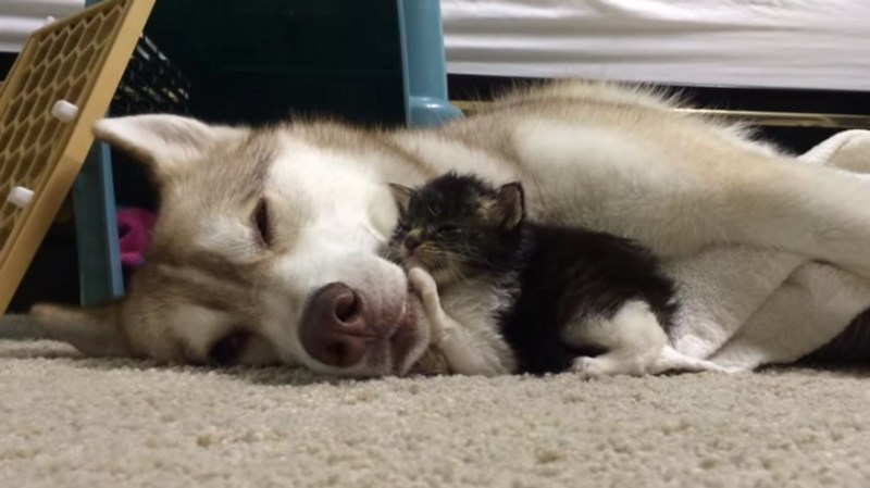Щенок хаски и котенок