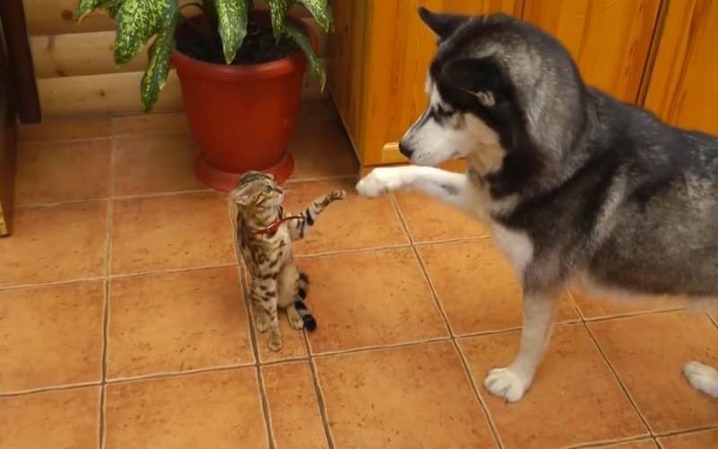 Котята и щенки гифки
