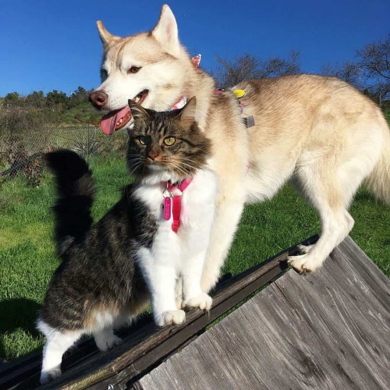 Кошка которую вырастили хаски