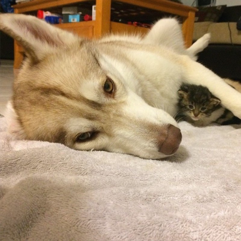 Хаски и кот