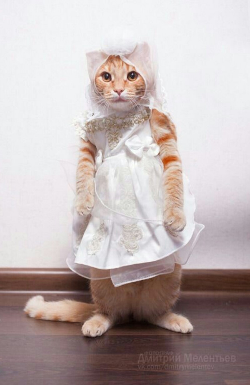 Кошка в платье