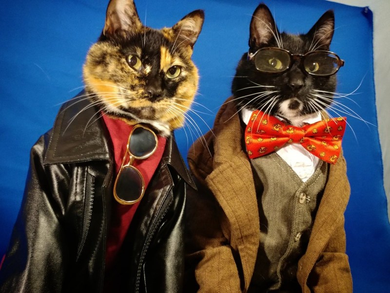 Костюмы для котов