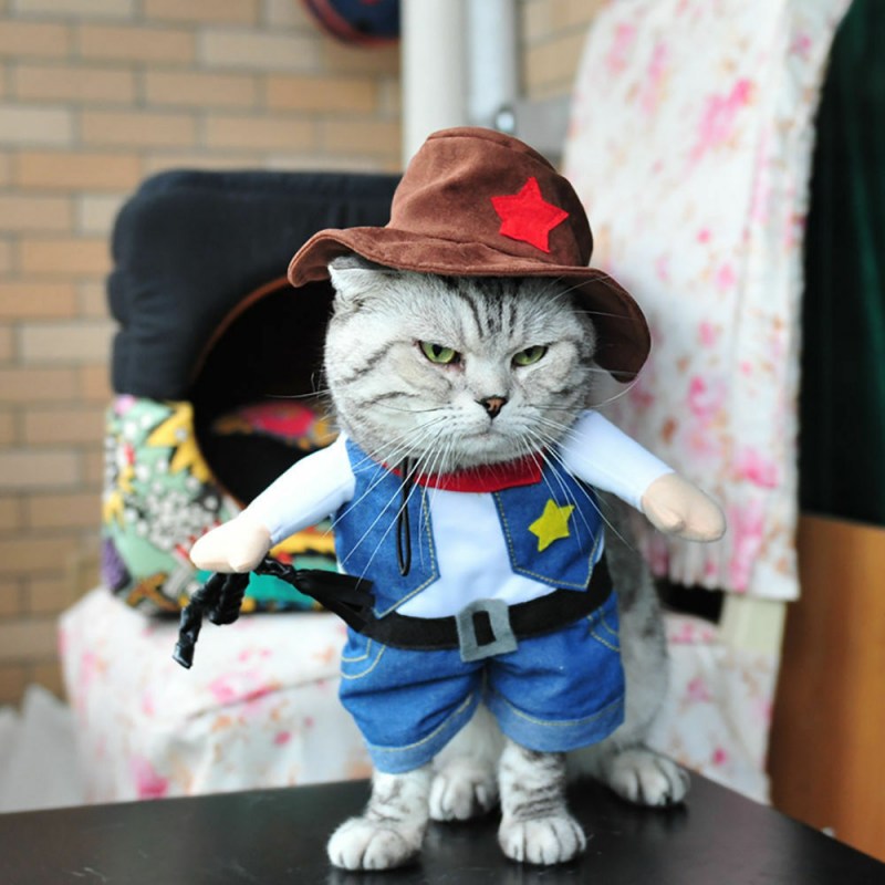 Одежда для котов
