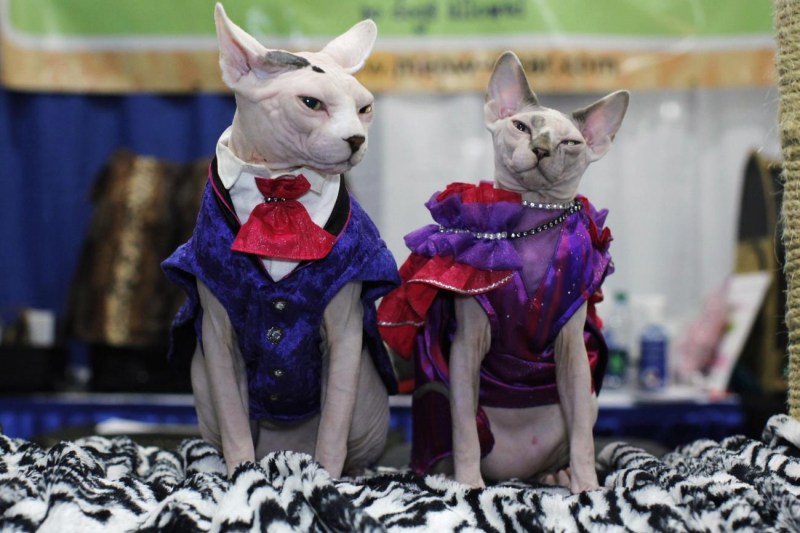 Костюмы для кошек на выставку