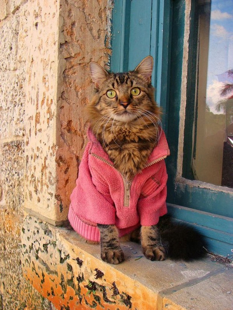 Кот в халате