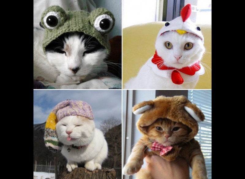 Кот мой хозяин идиот
