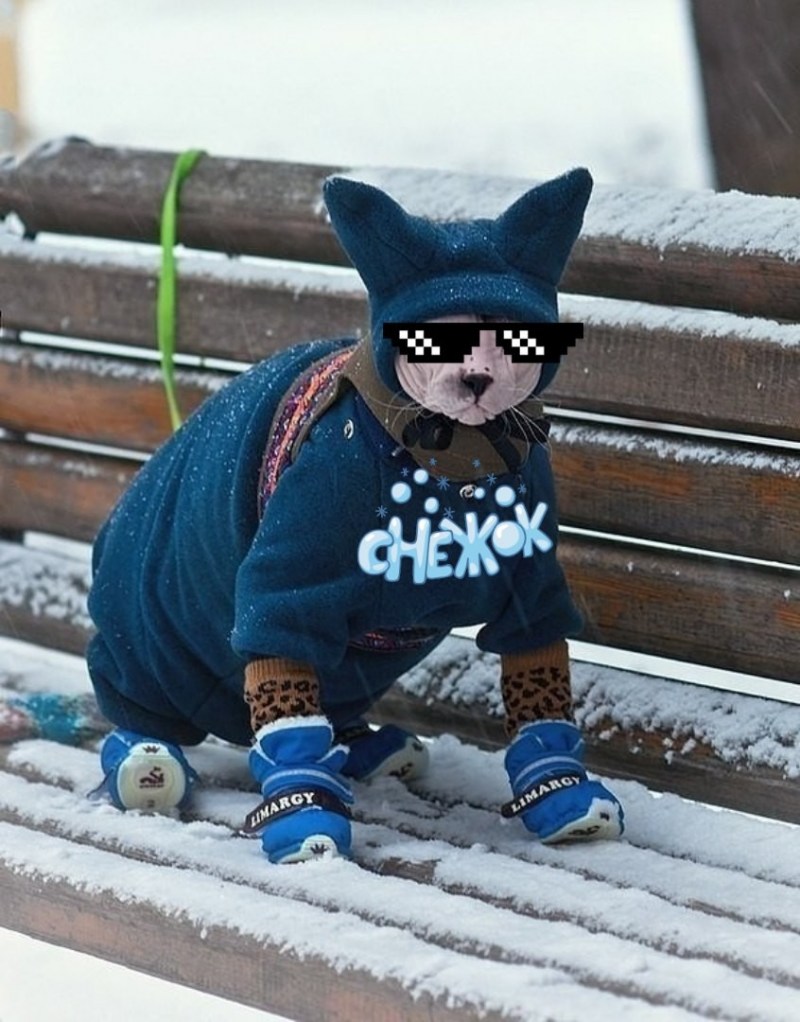 Кот в зимней одежде
