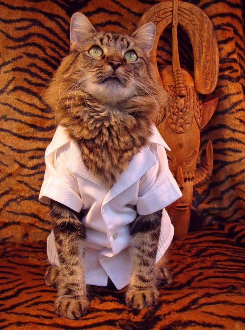 Коты в нарядах