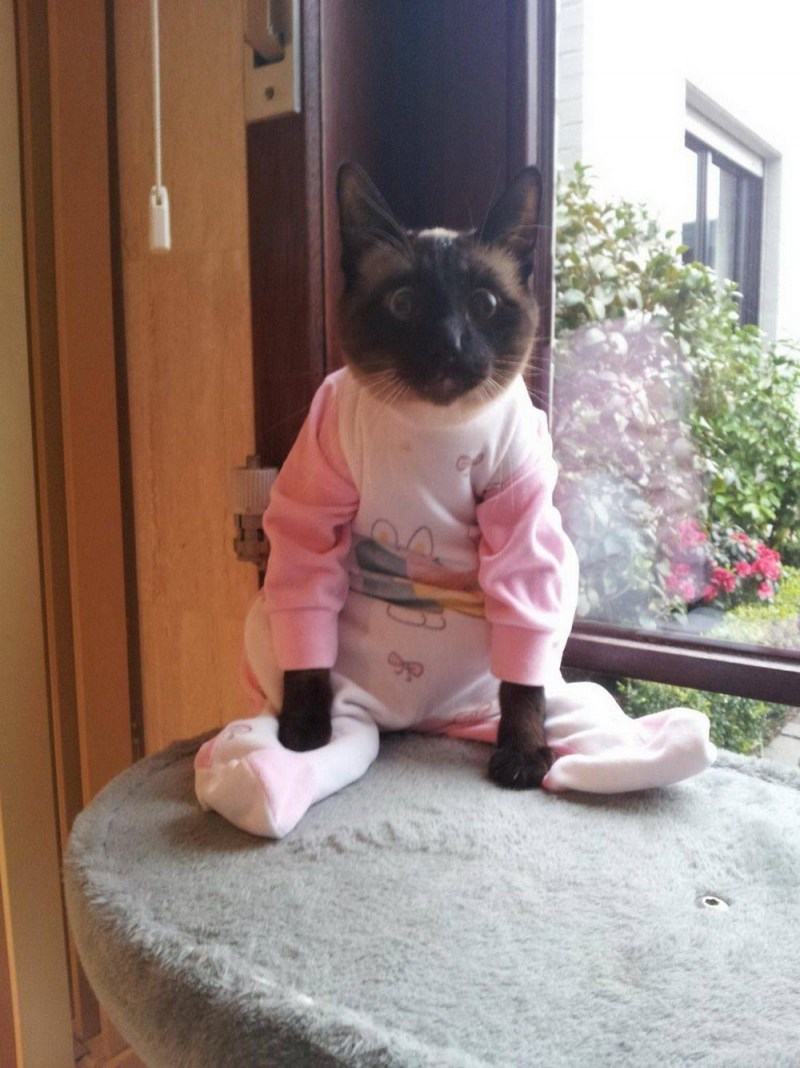 Котики в пижамках