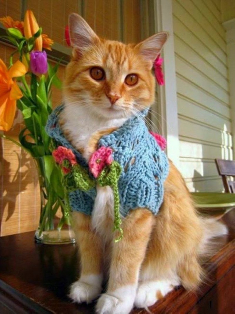 Одежда для кошек