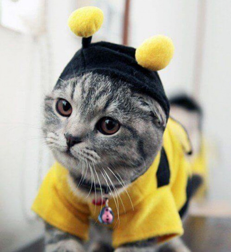 Кот в костюме