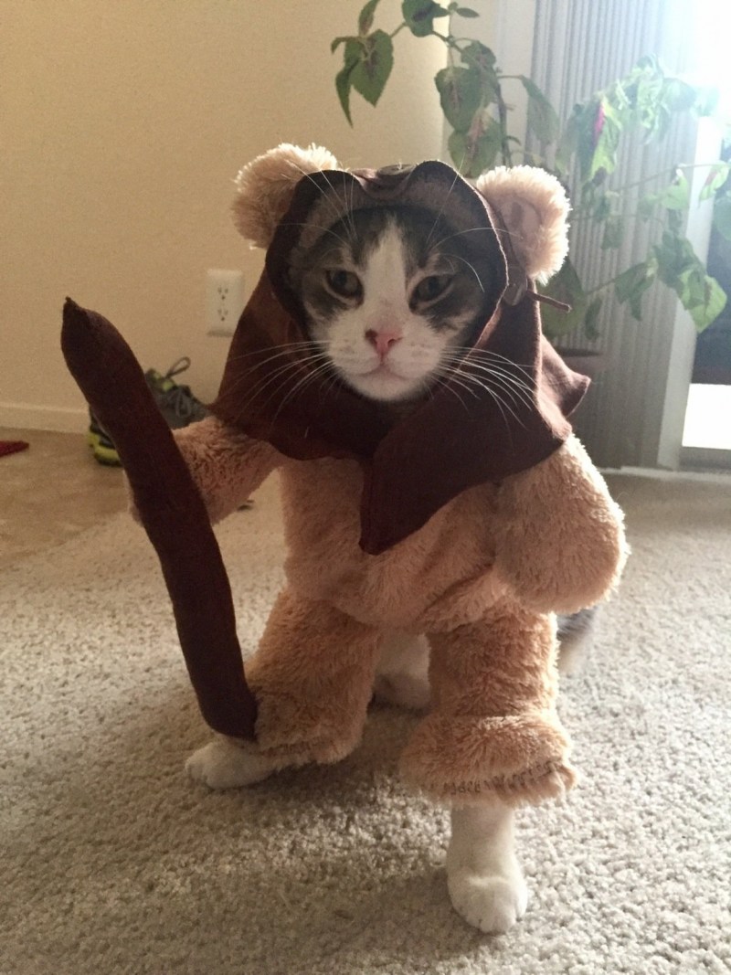 Кот в костюме