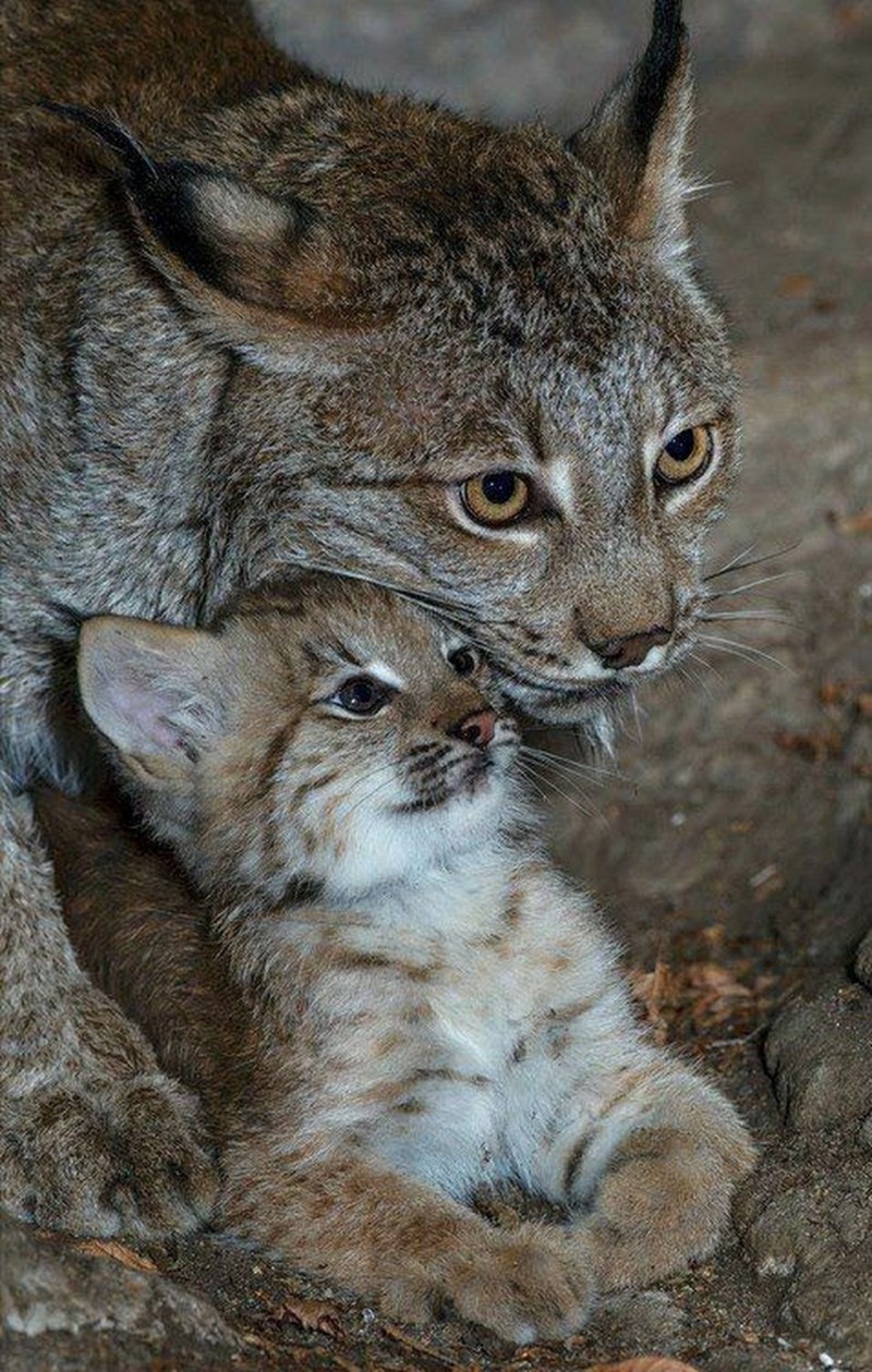 Котята рыси