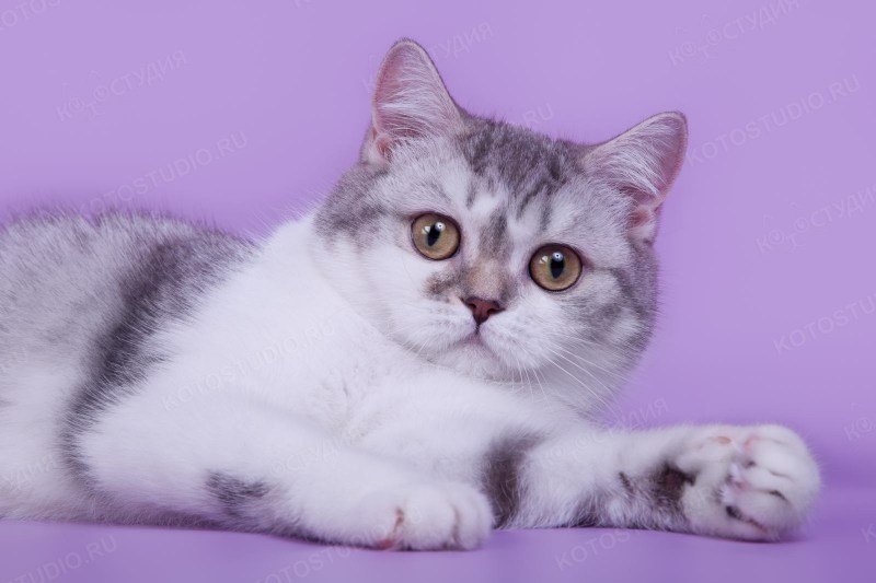 Шотландский скоттиш страйт