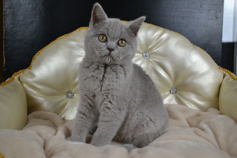 Шотландский скотчштрайд