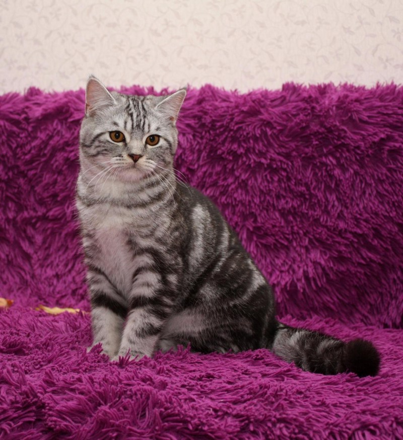 Scottish straight котята