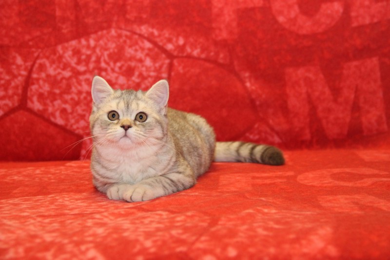Шотландский скоттиш страйт серый