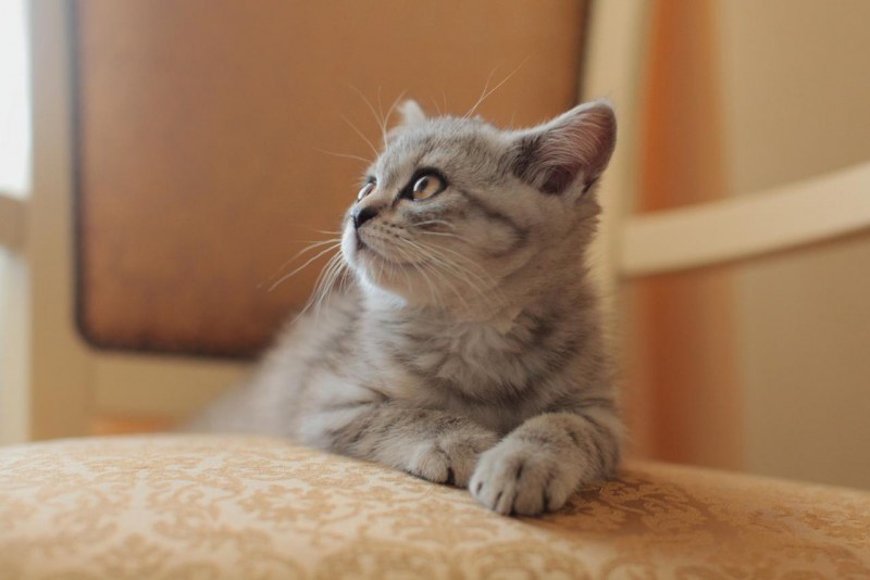 Скоттиш страйт