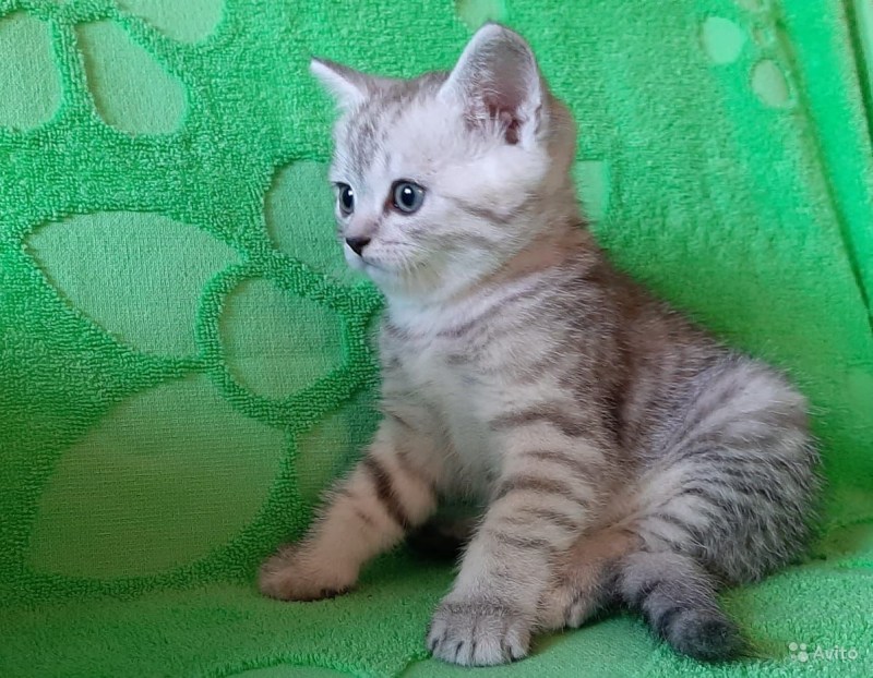 Скоттиш страйт