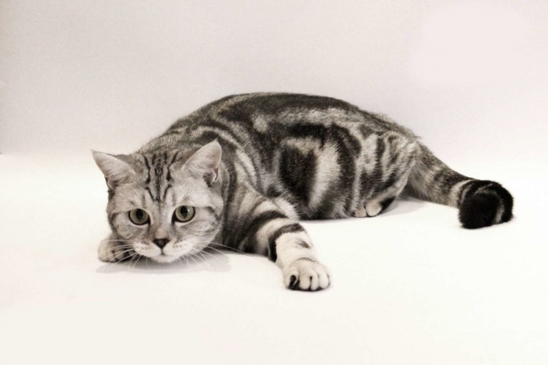 Шотландская кошка страйт