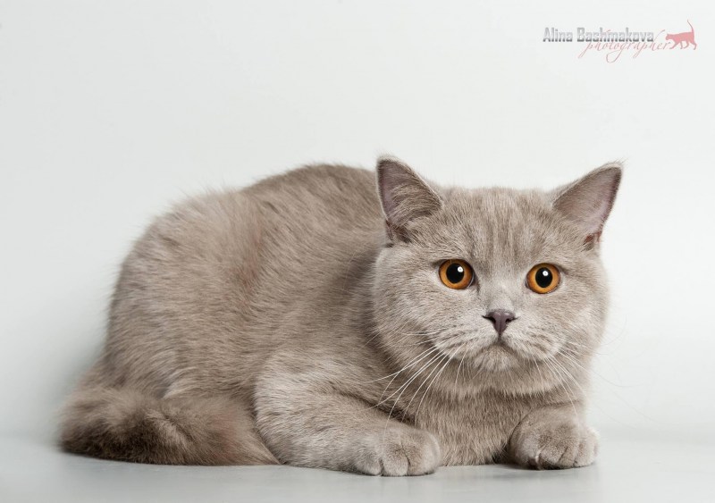Шотландские котята скоттиш страйт взрослая
