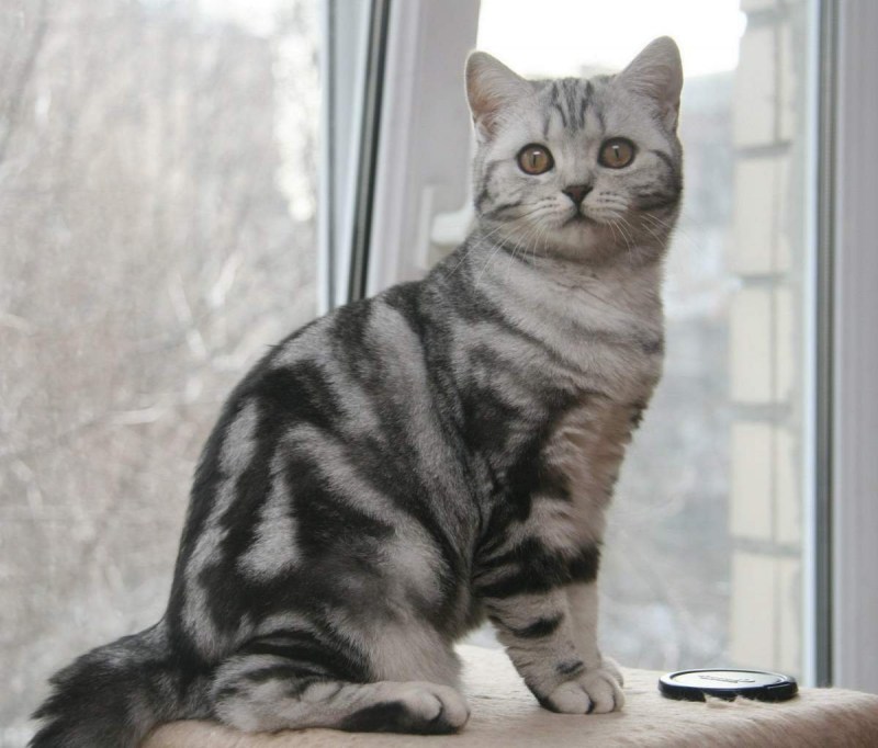 Шотландская кошка прямоухая