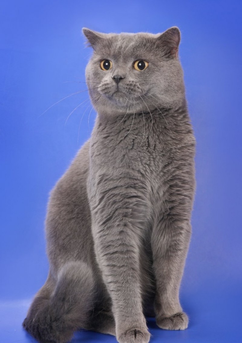 Шотландский скотиш стр