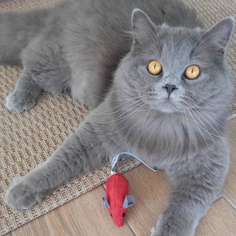 Шотландская кошка прямоухая серая