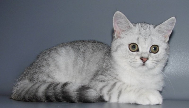 Скоттиш страйт кошка