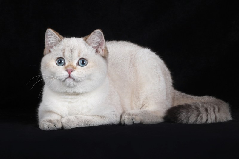 Шотландская прямоухая короткошерстная скоттиш-страйт