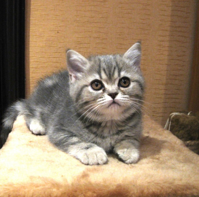 Скоттиш страйт котята