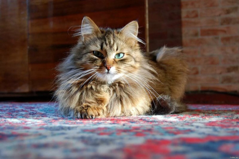 Skogkatt - Норвежская Лесная кошка.