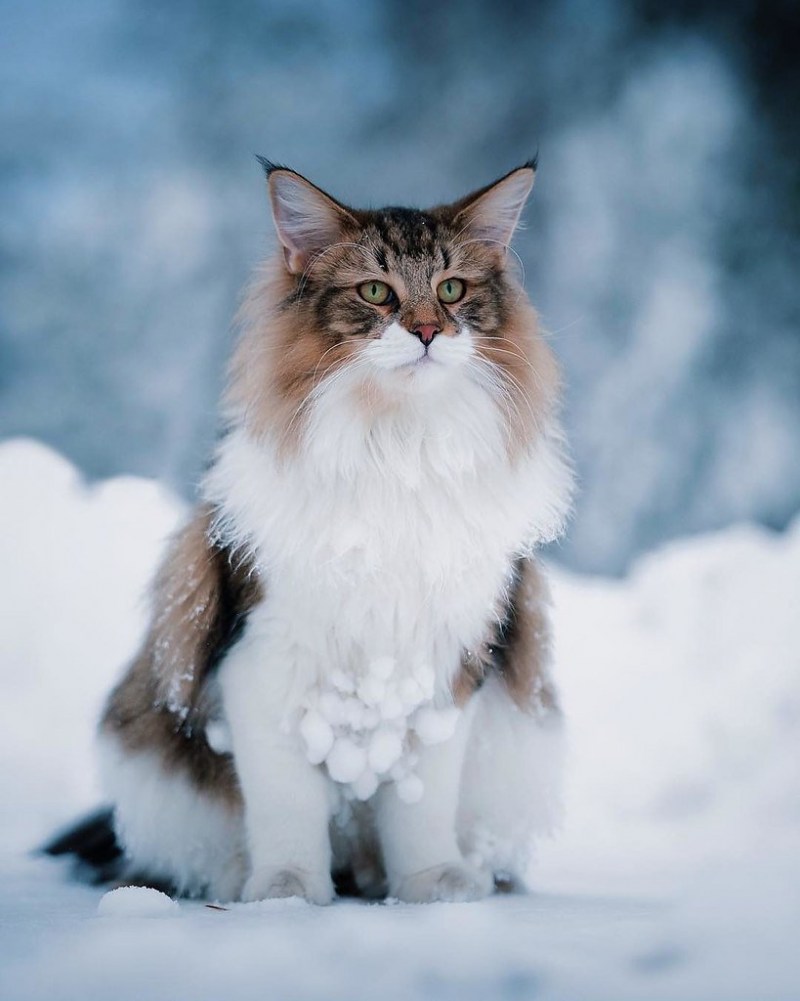 Норвежский Лесной кот