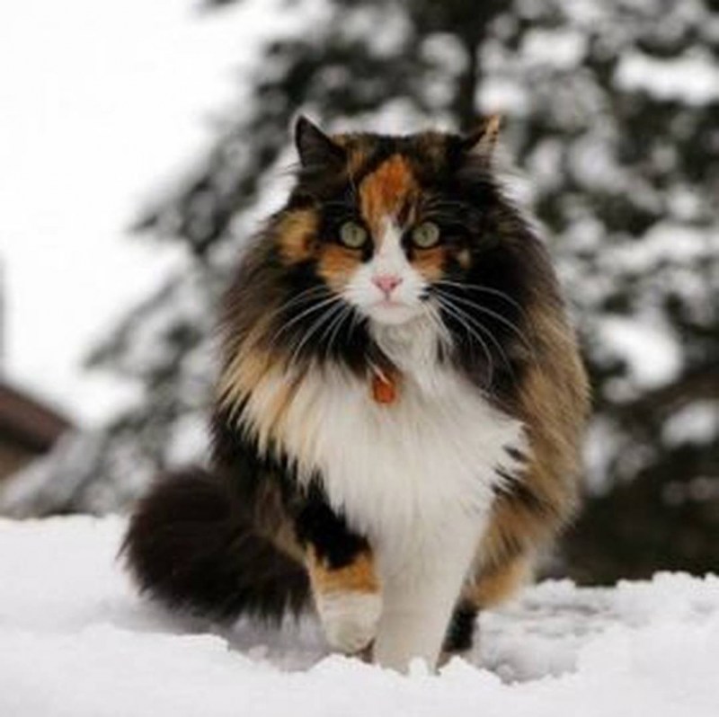 Норвежская Лесная кошка короткошерстная