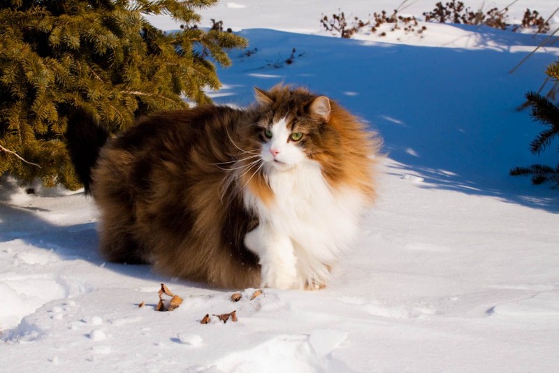 Норвежский Лесной кот