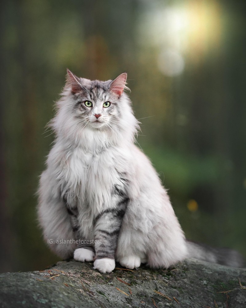 Норвежская длинношерстная Лесная кошка
