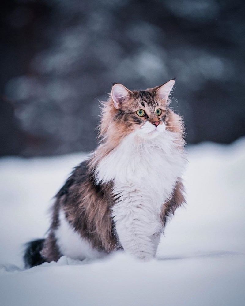 Кот породы Норвежская Лесная