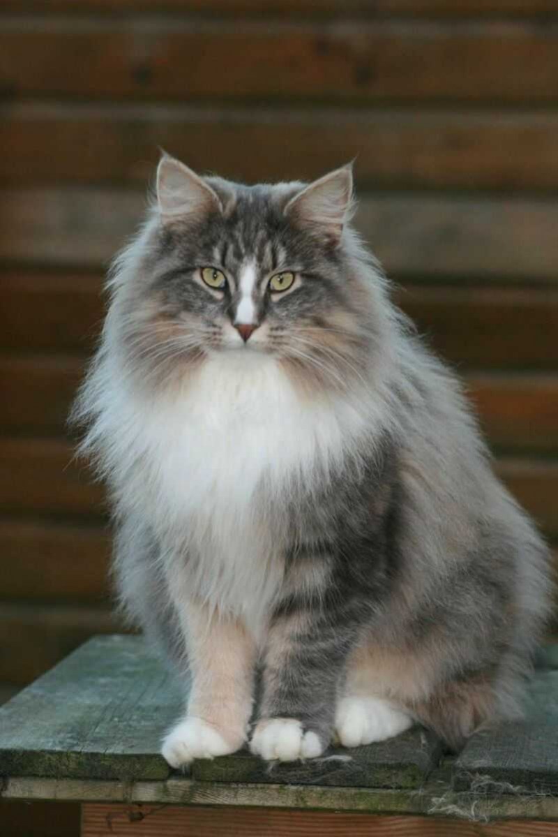 Кошки породы Норвежская Лесная