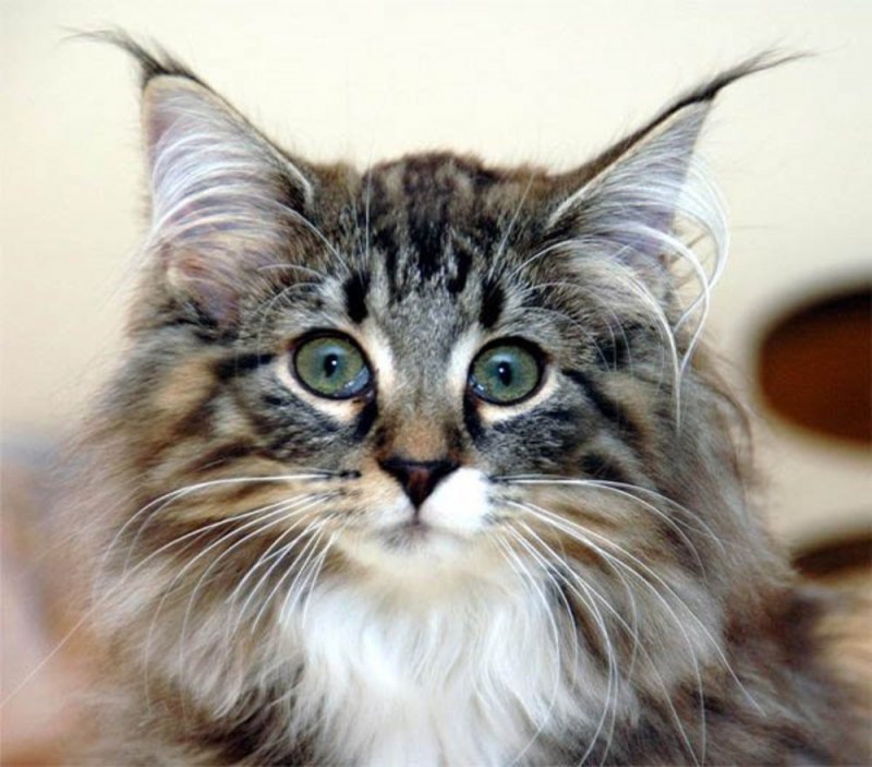 Норвежская Лесная кошка серая