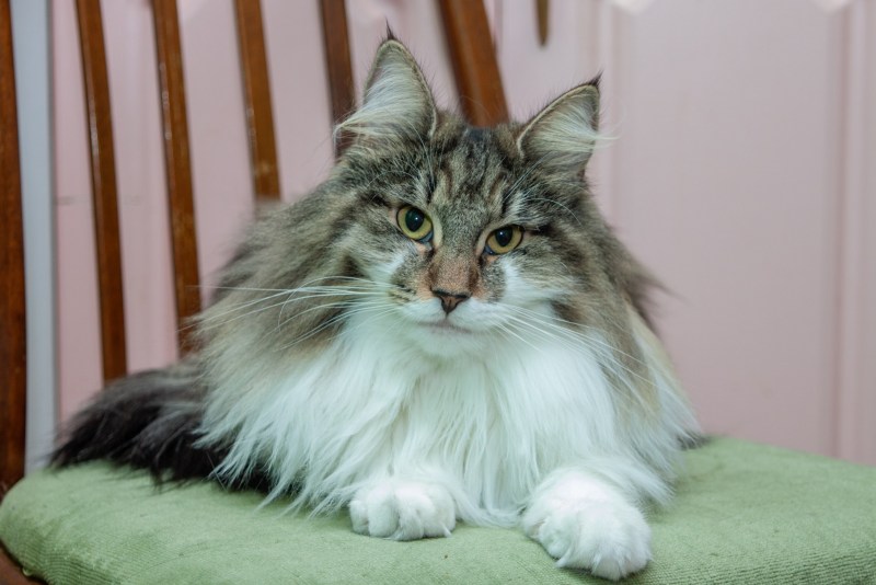 Дикая Норвежская Лесная кошка