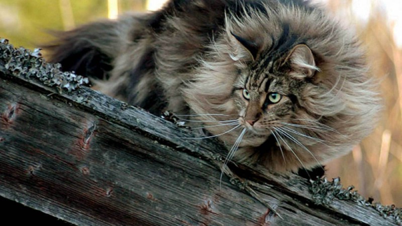 Дикая Норвежская Лесная кошка