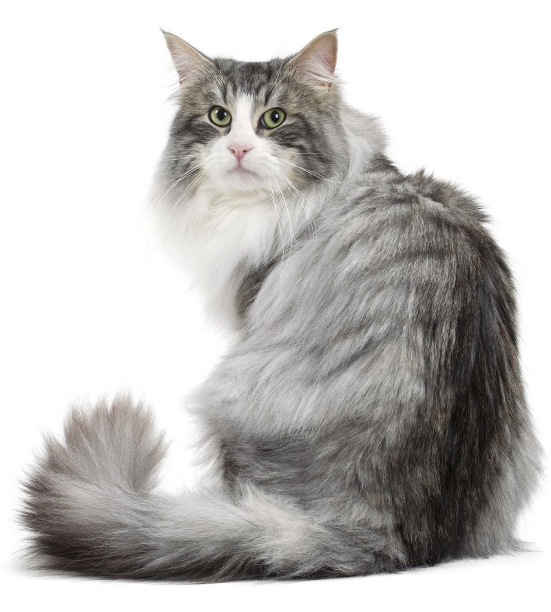 Норвежская Лесная кошка короткошерстная