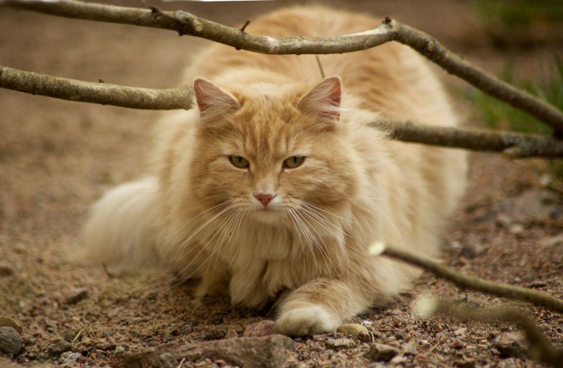 Норвежская Лесная кошка рыжая