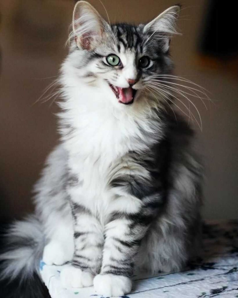 Норвежские Лесные котята