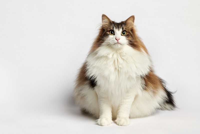 Норвежские Лесные котята
