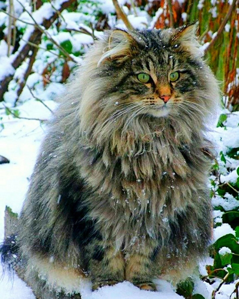 Норвежская длинношерстная Лесная кошка