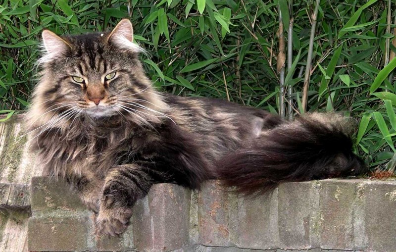 Норвежские Лесные котята